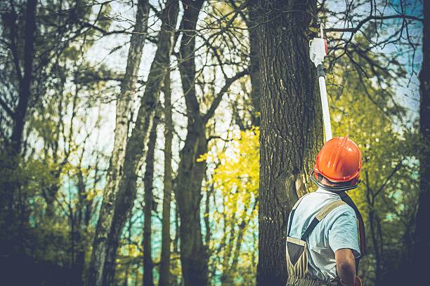 Best Arborist Consultation Services  in Spanish Lake, MO